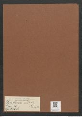 Denticula subtilis Grun. (de-Toni-Nr.: Genus 49, Species 2198) Zeichnungen Sammlung Grunow Mappe 02411 (Herbarium_W_Grunow_drawings_Folder_02411)